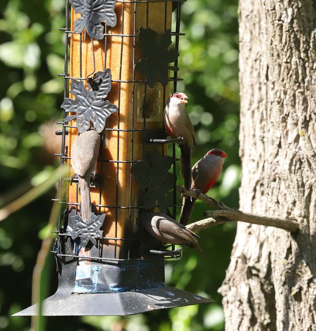 4 Common Waxbills eating seeds from a birdfeeder